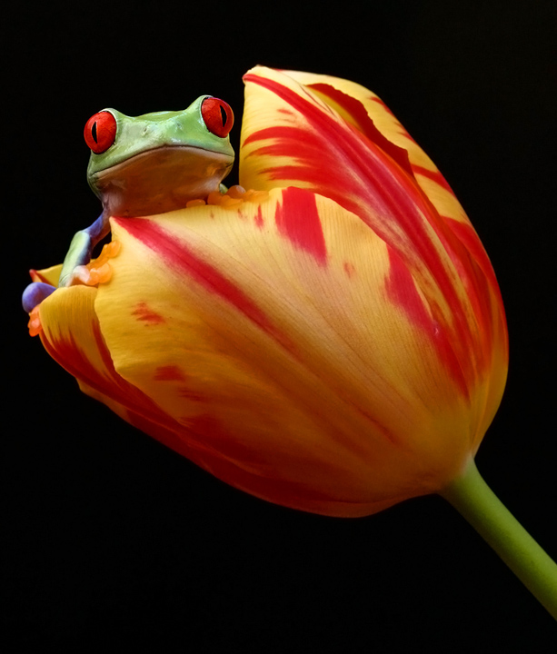 Springing frog in a spring tulip