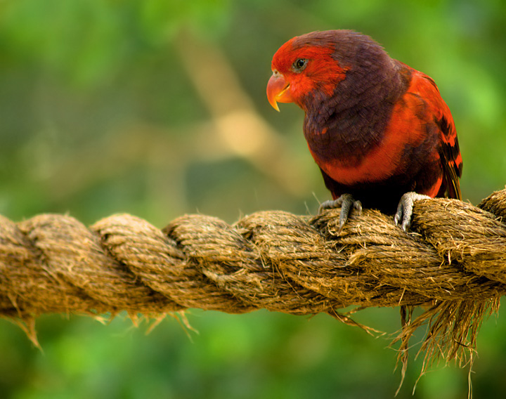 Crimson Lorikeet