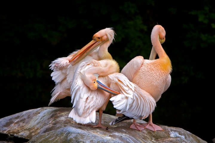 Pink Pelicans