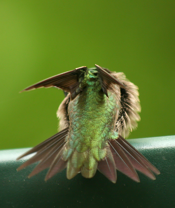 Hummer Exercise Program