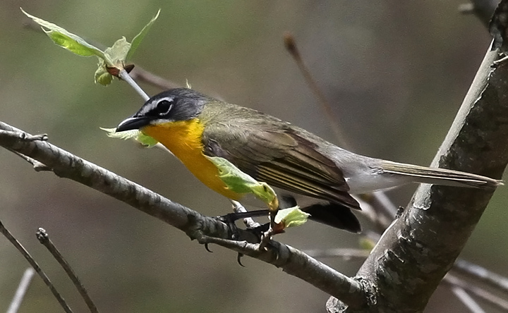 Yellow Breasted Chat