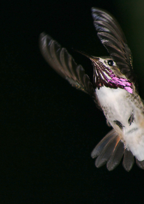 Hummingbird