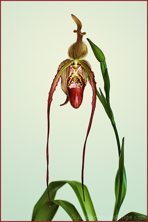 Lady's Slipper