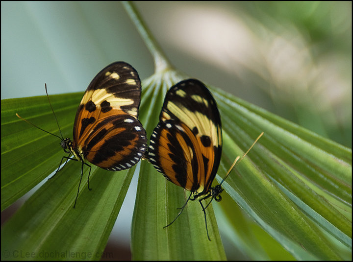 A Couple of Butterflies