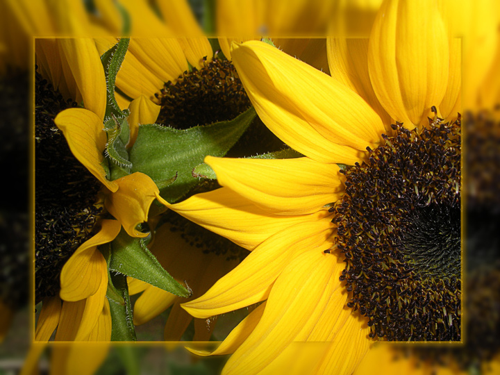 Sunflowers