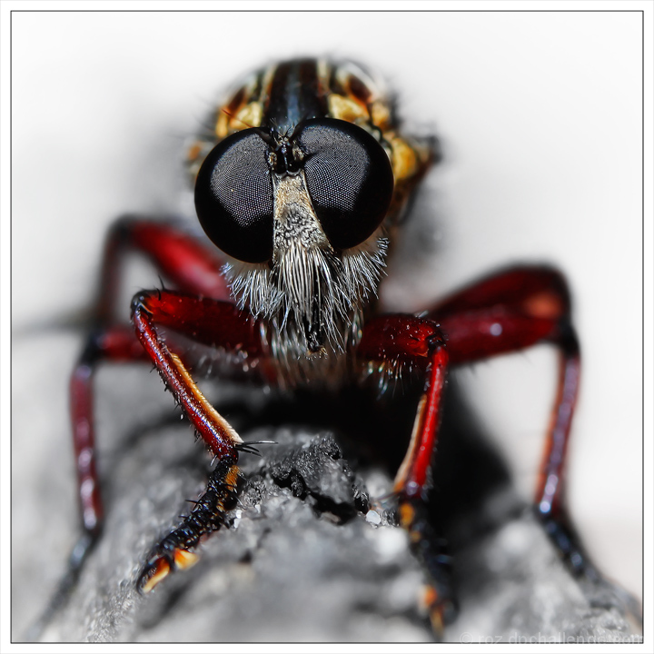 Robber Fly (Insecta: Diptera: Asilidae) 