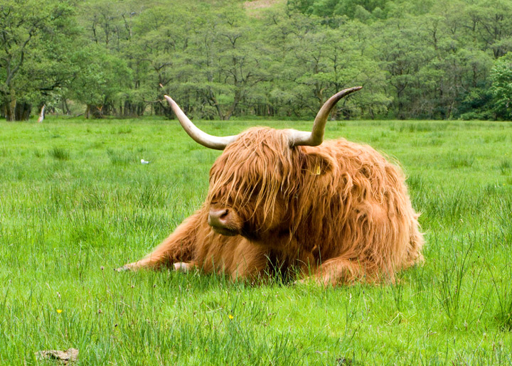 The Highland Cow