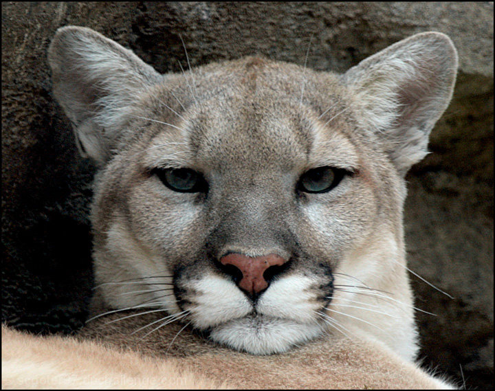 Not Amused