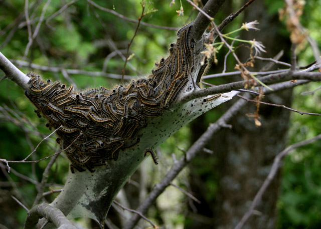 Tent Worms