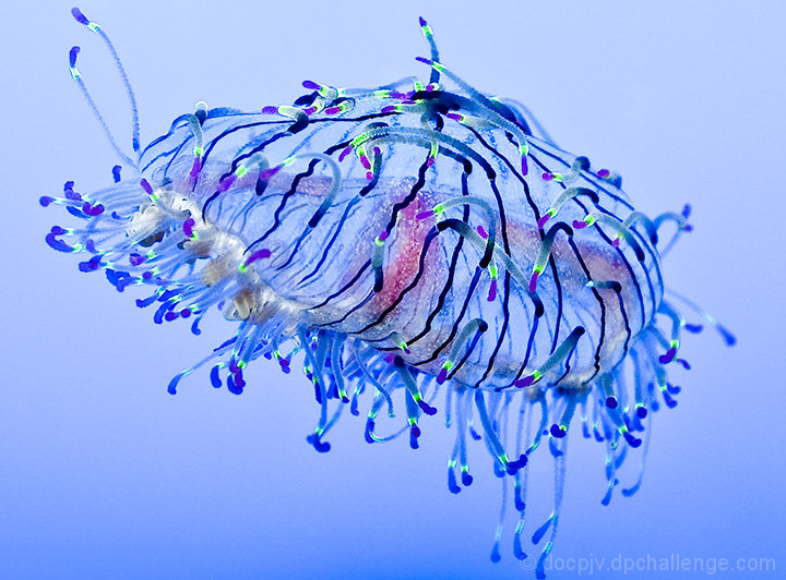 Jellyfish-Wonders of our Oceans