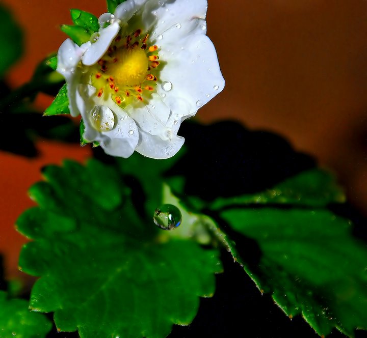 May Showers bring June Strawberries!!!!