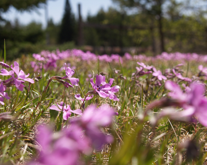 Phlox