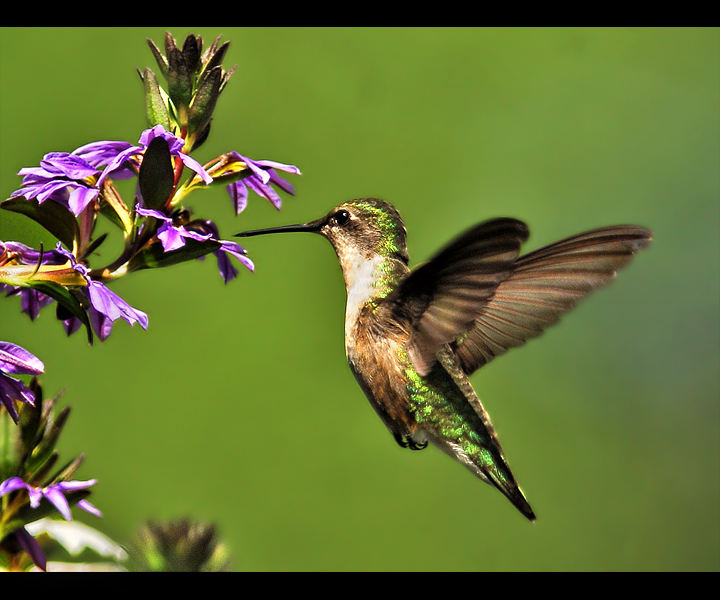 Hummingbird don't fly away, fly away. 