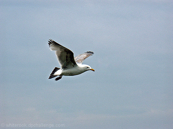 Sara in Flight