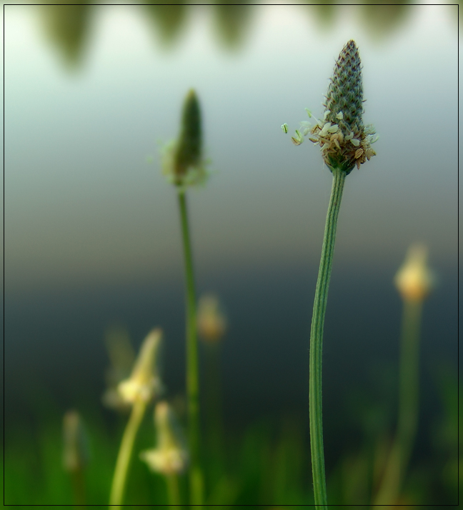 Lakeside Breeze