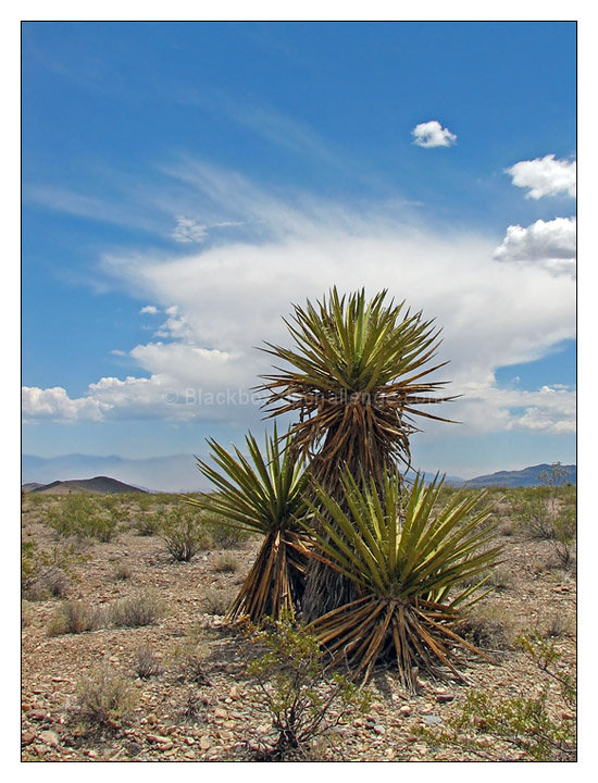 Yucca Skies