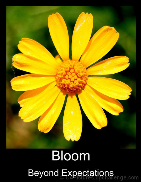 Bloom Beyond Expectations