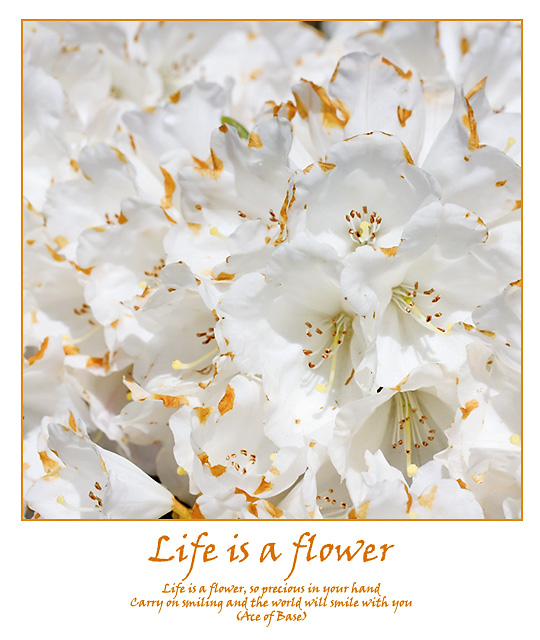 Life is a flower