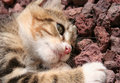 Cat's Thinking