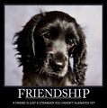 Friendship