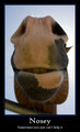 Nosey: Sometimes you just can't help it