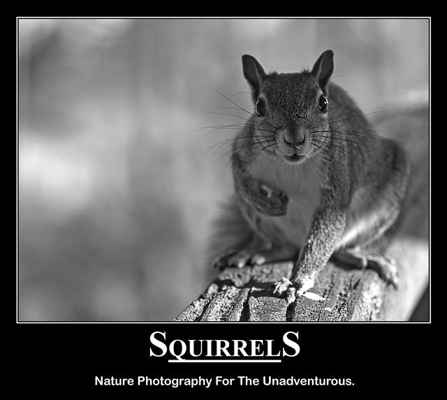 Squirrels