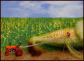 Havesting zea mays gigantis