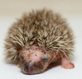 New Born Hedgehog