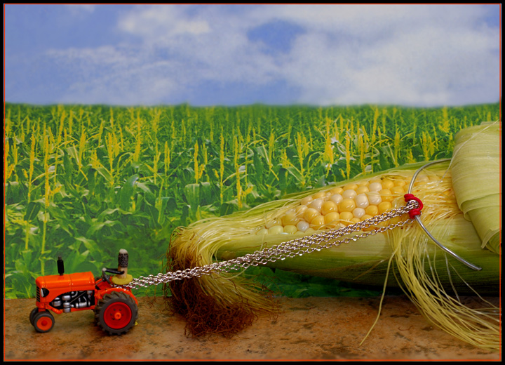 Havesting zea mays gigantis