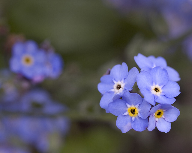 Forget me nots