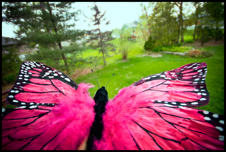 Butterfly Cam