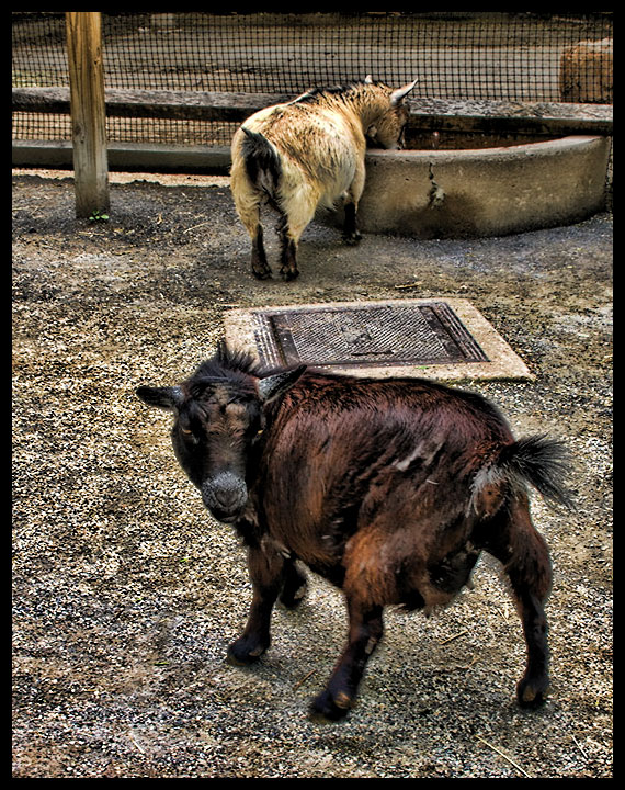 Minature Goats