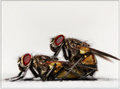 filthy flies !!