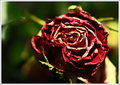Wilted