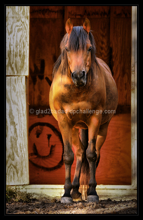 Snicker . . . that brush and comb for me?  Gotta catch me first!