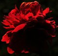 In the Dark