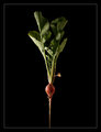 fresh radish