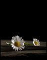 Contrasts