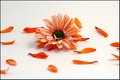 Flower Remains