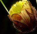 A weed is but an unloved flower - Ella Wilcox 1855-1919