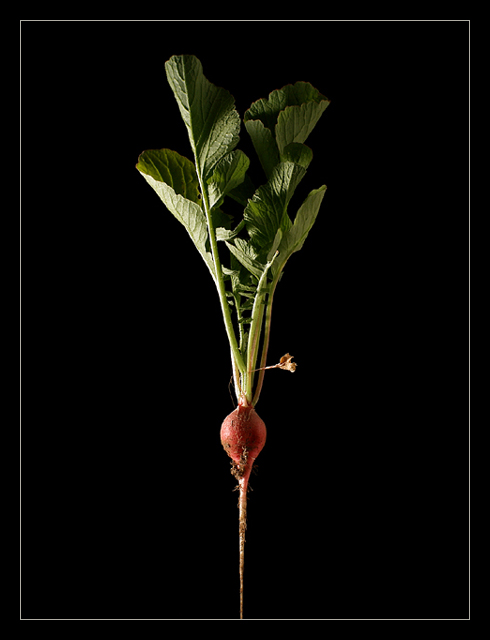 fresh radish