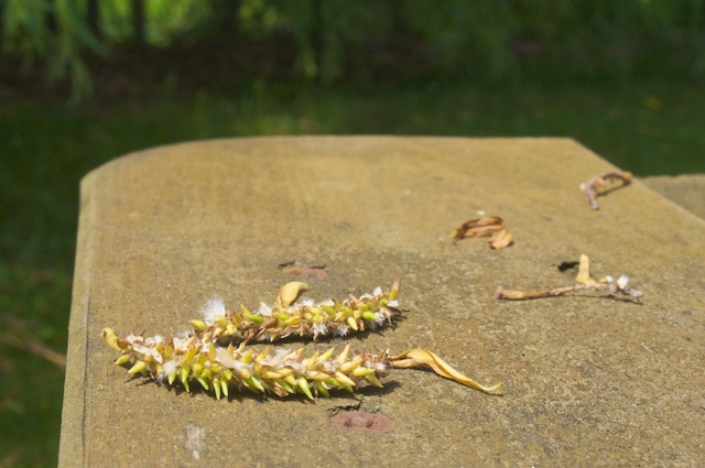 Still of new life
