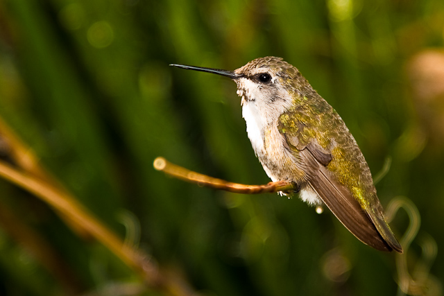 As still as a hummingbird