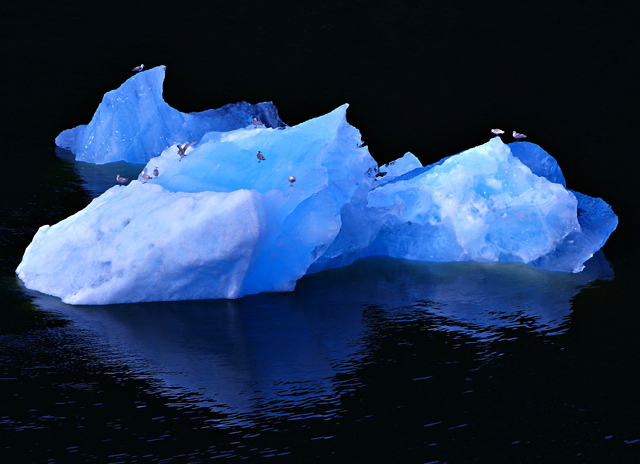 Birds on iceberg