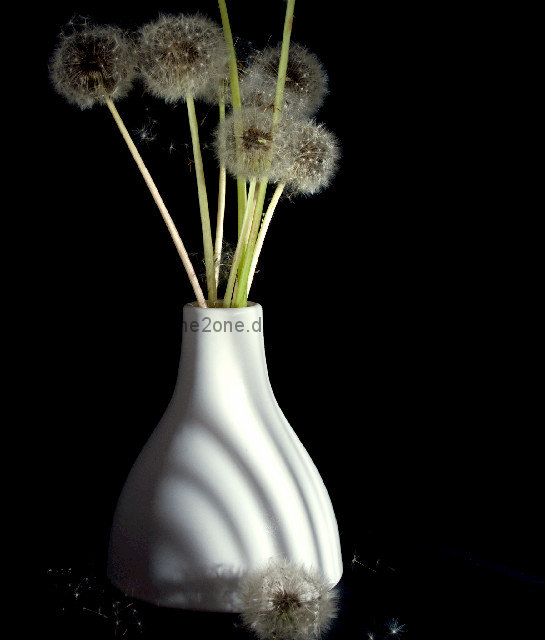 Dandelion seed heads