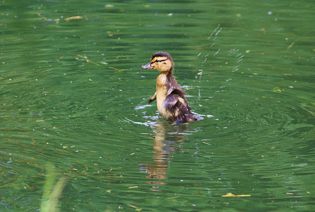 stop swimming and start flying ...