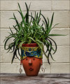 Pot Head