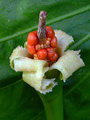 Taro leaf and seed head