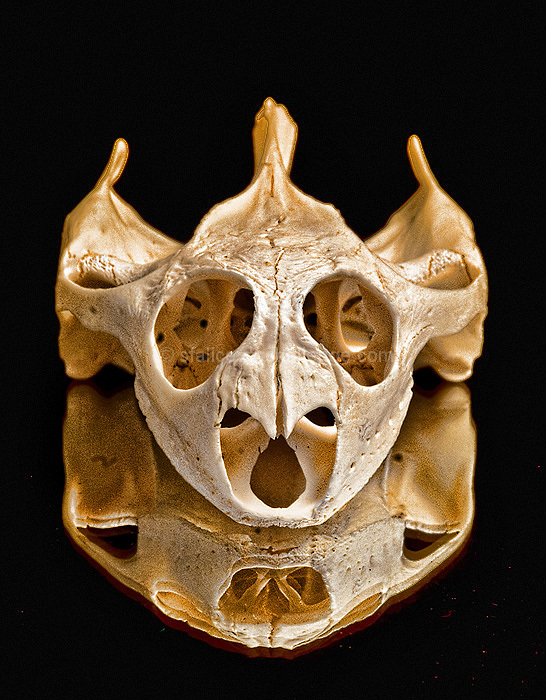 Most of a Turtle Skull