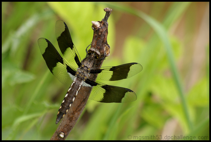 Libellula lydia